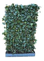 Hedera helix Woerner kant en klaar haag 120x180 cm., Tuin en Terras, Verzenden, Overige soorten, Haag, 100 tot 250 cm