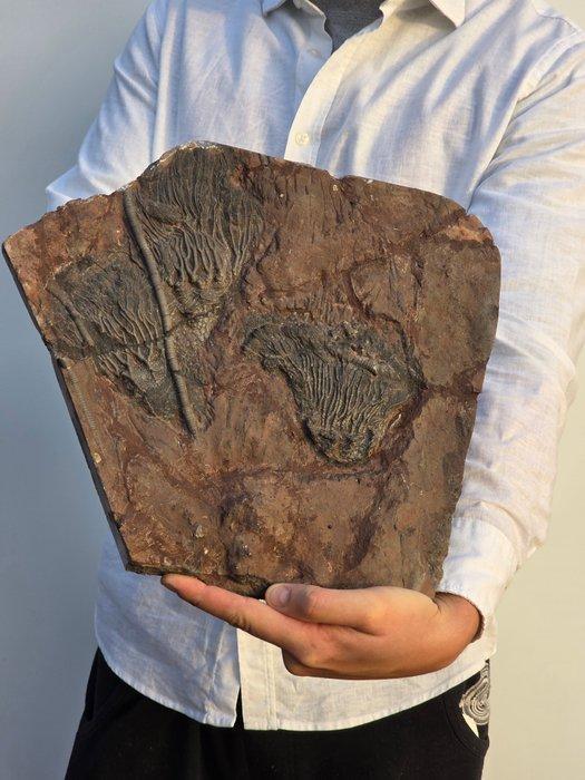 Crinoide - Gefossiliseerd dier - 30 cm, Verzamelen, Mineralen en Fossielen