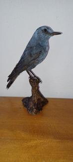 Blauwe Rotslijster - vintage voorbeeld - Taxidermie, Nieuw