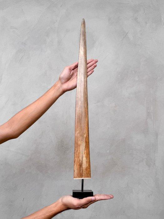 Geen minimumprijs - Een zwaardvisgehoorntak gemonteerd op, Antiek en Kunst, Kunst | Designobjecten