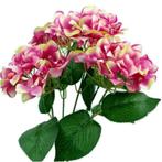 Hortensia groot hydrangea bush new pink bicolor49 cm. groot!, Ophalen of Verzenden, Nieuw