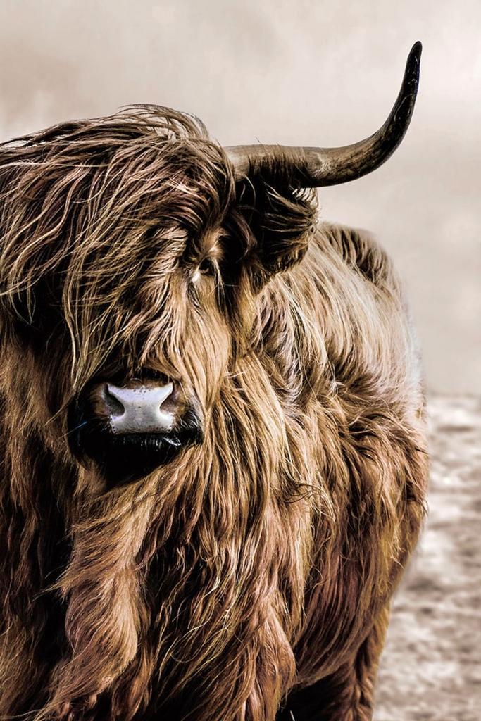 Glasschilderij Schotse Hooglander | 576, Huis en Inrichting, Woonaccessoires | Overige, Nieuw, Ophalen of Verzenden