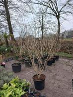 Hamamelis Int. Arnold promise Toverhazelaar 175cm, Tuin en Terras, Ophalen