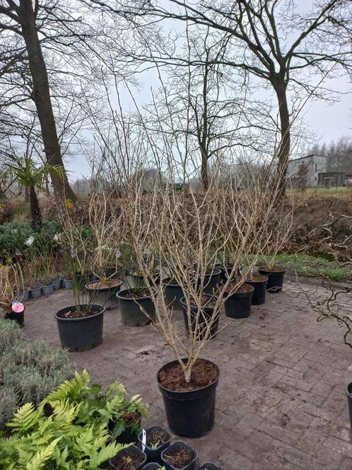 Hamamelis Int. Arnold promise Toverhazelaar 175cm, Tuin en Terras, Planten | Bomen, Ophalen