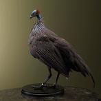 Gierparelhoen Taxidermie Opgezette Dieren By Max, Verzamelen, Dierenverzamelingen, Ophalen of Verzenden, Nieuw, Vogel, Opgezet dier