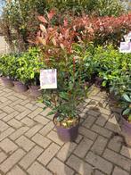 Photinia Fraseri Carre Rouge glansmispel 100cm, Tuin en Terras, Ophalen