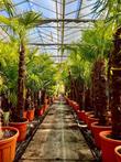 Winterharde palmbomen en prachtige exotische planten