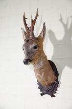 Roebuck trophy Schedel - Capreolus capreolus - 33 cm - 60 cm, Verzamelen, Nieuw
