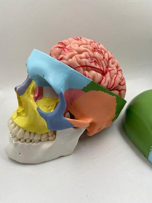 Onderwijs/demonstratiemodel - Plastic - 1990-2000 -, Antiek en Kunst, Antiek | Wandborden en Tegels