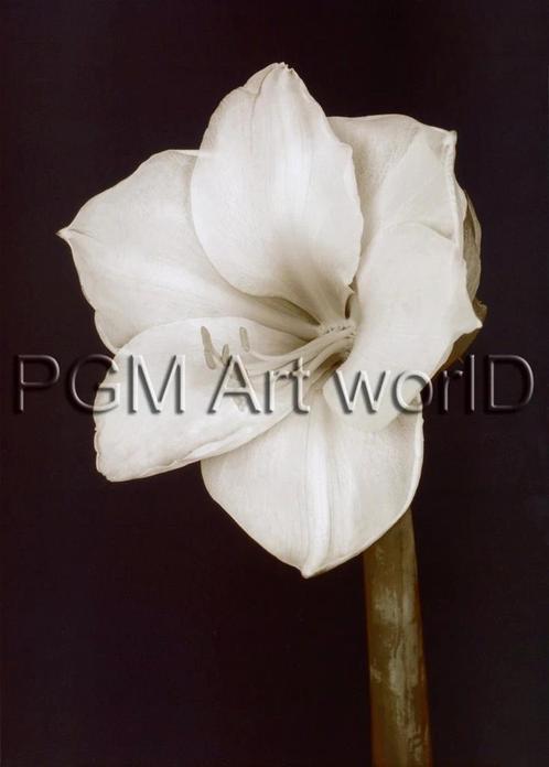 Kunstdruk Prades Fabregat - Bora Bora Flower II 50x70cm, Huis en Inrichting, Woonaccessoires | Schilderijen, Tekeningen en Foto's