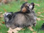 Leuke Gezelschapshondjes., Dieren en Toebehoren, Nederland, Parvo, Overige rassen, 8 tot 15 weken