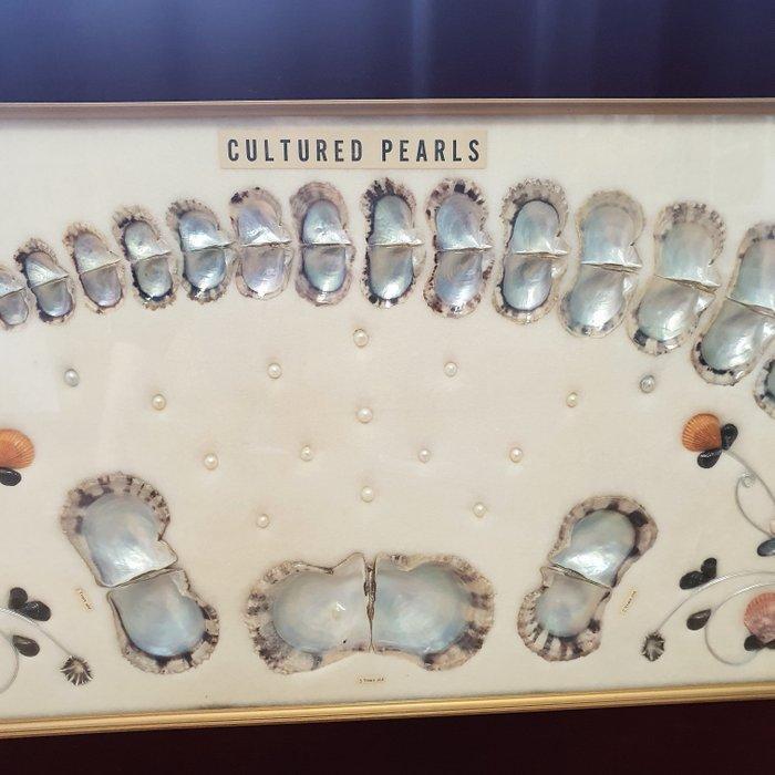 Akoya-parel oester Zeeschelp - Pinctada fucata martensii, Antiek en Kunst, Curiosa en Brocante