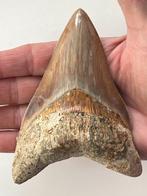 Megalodon tand 12,2 cm - Fossiele tand - Carcharocles