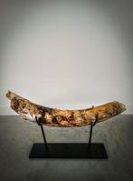 Wolharige mammoet - Fossiele tand - 570 mm - 80 mm, Verzamelen