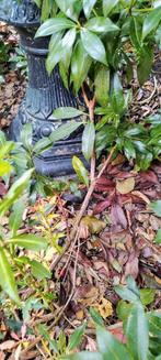 Tuinman - blad ruimen en afvoeren - snoeien, Diensten en Vakmensen, Tuinmannen en Stratenmakers, Tuinonderhoud of Snoeiwerk