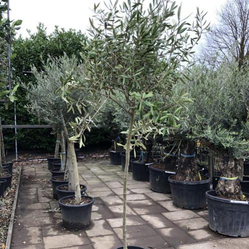 Olijfboom - wilde vorm op dunne stam - Omtrek: 2-5 cm | Hoog, Tuin en Terras, Planten | Bomen, Ophalen of Verzenden