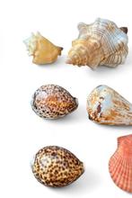 Verschillende soorten Zeeschelp - Strombius raninus/, Nieuw