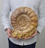 Ammoniet - Gefossiliseerd dier - Large Ammonite Fossil