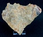 Mysterieus primitief stekelhuidig!!! – Cornute - Stylophora, Verzamelen, Mineralen en Fossielen
