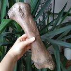 Wolharige neushoorn - Fossiel bot - Coelodonta antiquitatis