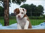 Old English Bulldog pups! t Gezonde type. Mogen direct mee!, Parvo, Nederland, 8 tot 15 weken, Bulldog