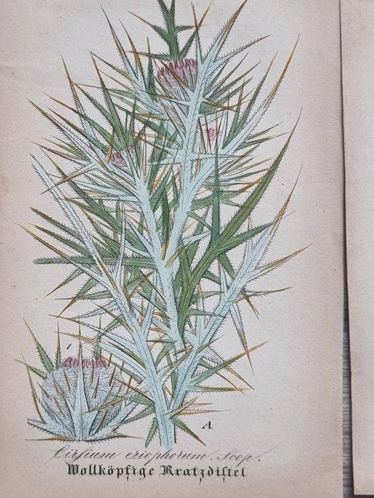 Diedrich Franz Leonhard von Schlechtendal (1794 / 1866) -, Antiek en Kunst, Antiek | Boeken en Bijbels