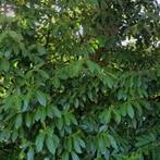 Woning te huur in Kampen - 40 m² - 1 kamer(s), Huizen en Kamers, Huizen te huur, Overige soorten, Kampen, Overijssel