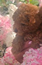 Mazzel met Mazzel toypoedel pup, Parvo, Nederland, 8 tot 15 weken, Eén hond