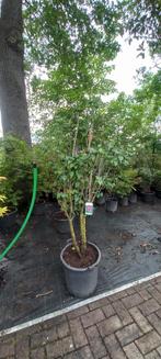 Syringa vulgaris Charles Joly Sering 175cm Paars rood, Tuin en Terras, Ophalen