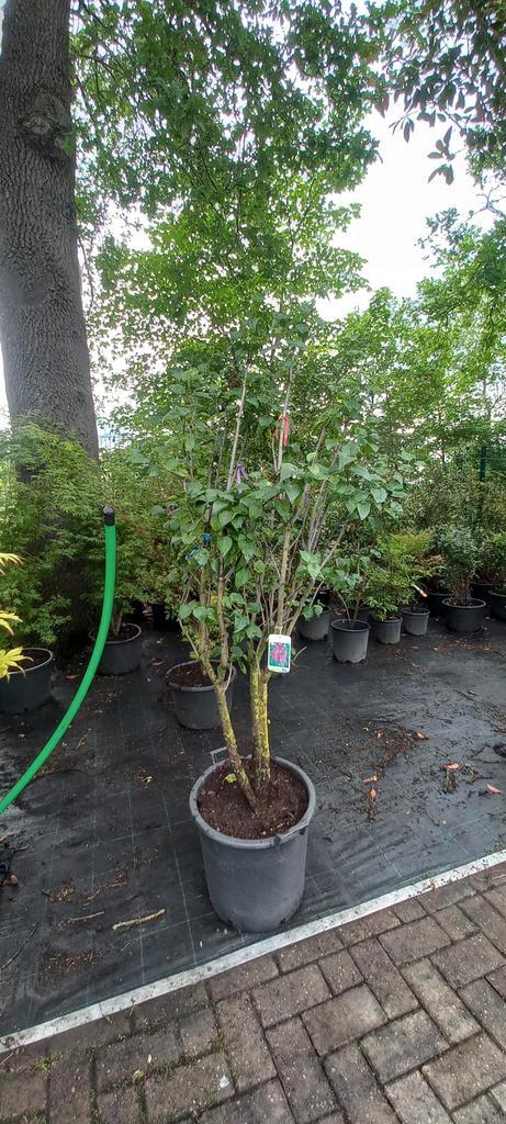 Syringa vulgaris Charles Joly Sering 175cm Paars rood, Tuin en Terras, Planten | Struiken en Hagen, Ophalen