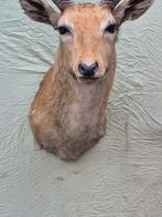 Cobe de lechwe Taxidermie wandmontage - Kobus leche - rare, Nieuw
