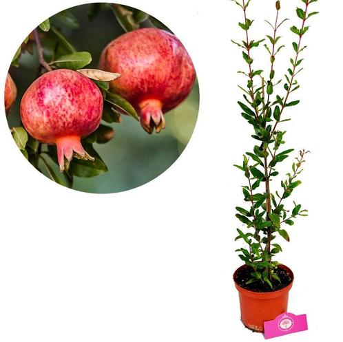Punica granatum Maia + Pot 17cm, Tuin en Terras, Planten | Fruitbomen, Halfschaduw, Verzenden