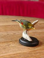 japanse nachtegaal Taxidermie volledige montage - Leiothrix, Verzamelen, Dierenverzamelingen, Nieuw