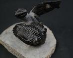 Trilobiet - Gefossiliseerd dier - Dos Hollardops y un