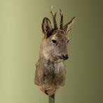 Reebok Wintervacht Taxidermie Opgezette Dieren By Max, Ophalen of Verzenden, Nieuw, Wild dier, Opgezet dier