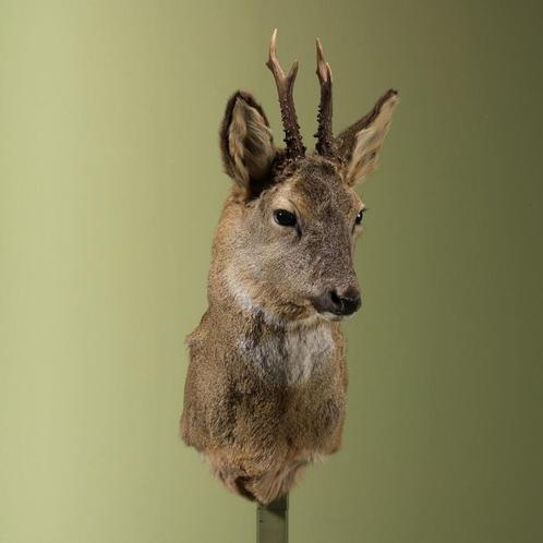 Reebok Wintervacht Taxidermie Opgezette Dieren By Max, Verzamelen, Dierenverzamelingen, Opgezet dier, Nieuw, Wild dier, Ophalen of Verzenden