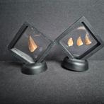 Dinosaurus Tand - Mosasaurus - 7 cm - 5 cm - 7 cm - (4), Nieuw