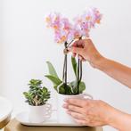 Kolibri Orchids - Surprise box eenkleurig - planten voordeel, Verzenden, Nieuw