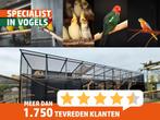 Veel keuze in parkieten, kanaries en tropische vogels!, Dieren en Toebehoren, Vogels | Parkieten en Papegaaien, Meerdere dieren