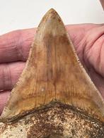 Megalodon tand 11,2 cm - Fossiele tand - Carcharocles