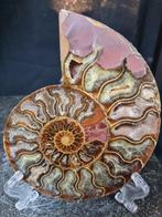 Beautiful big Ammonite - Rare colour! - Gefossiliseerd dier