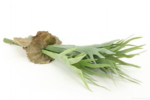 Hertshoornvaren Platycerium h45cm groen Staghorn, Huis en Inrichting, Woonaccessoires | Kunstplanten en Kunstbloemen, Nieuw, Ophalen of Verzenden