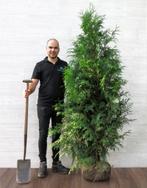 Donkergroene Conifeer | Thuja Plicata coniferen kopen, Tuin en Terras, Planten | Struiken en Hagen, Haag, Conifeer, Ophalen