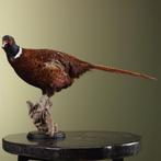 Fazant Taxidermie Opgezette Dieren By Max, Verzamelen, Ophalen of Verzenden, Nieuw, Vogel, Opgezet dier