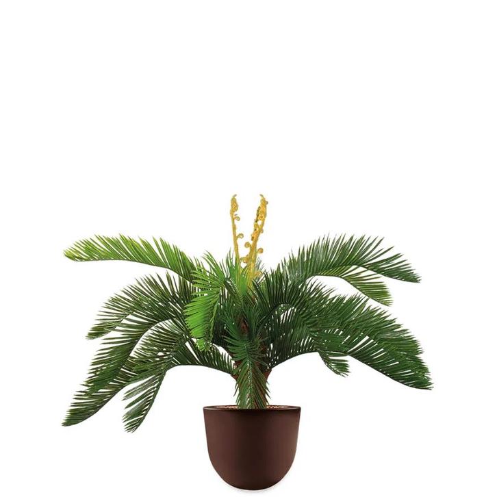 Cycas kunstplant, H70cm, Huis en Inrichting, Kamerplanten, Palm, Minder dan 100 cm, Ophalen of Verzenden