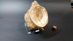 Vis - Fossiel wervelbot - Enchodus sp. - 7 cm - 10 cm, Verzamelen, Mineralen en Fossielen