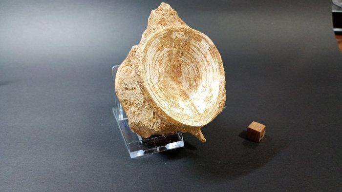 Vis - Fossiel wervelbot - Enchodus sp. - 7 cm - 10 cm, Verzamelen, Mineralen en Fossielen