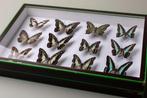 Vlinder Taxidermie volledige montage - Graphium Butterfly, Nieuw