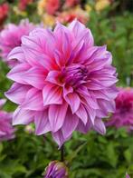 Dahlia Arthur hambley (Roze, Dahlia’s kopen?), Tuin en Terras, Bloembollen en Zaden, Ophalen of Verzenden