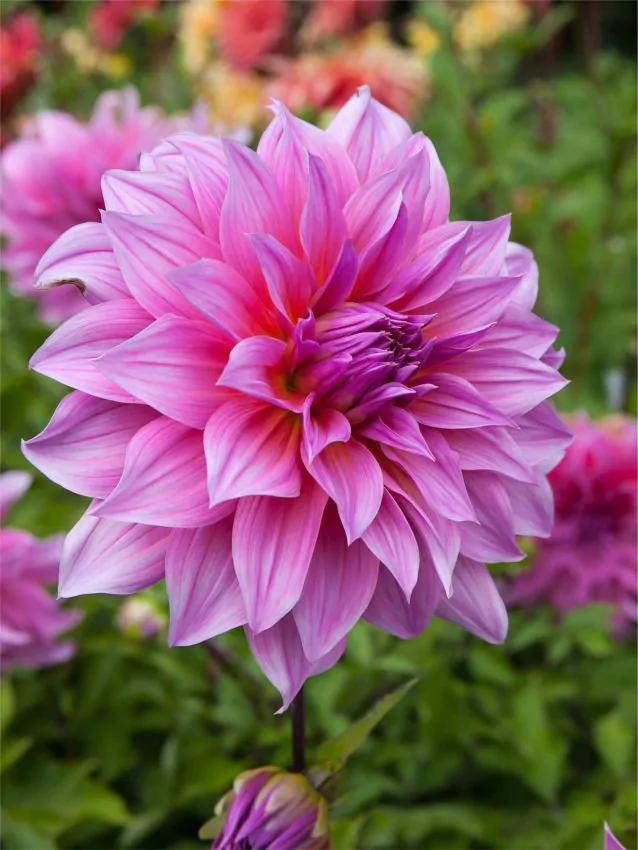 Dahlia Arthur hambley (Roze, Dahlia’s kopen?), Tuin en Terras, Bloembollen en Zaden, Ophalen of Verzenden